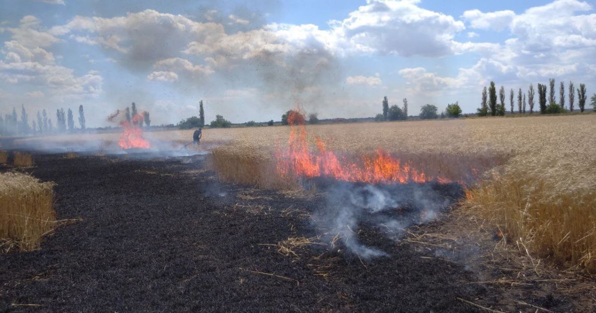 Російські обстріли знищили 740 га пшениці на Донеччині